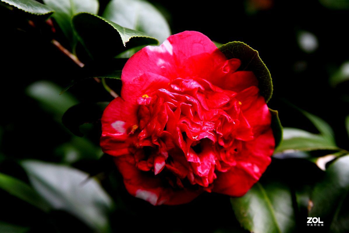 消停了几天，忍不住又去拍了几朵茶花