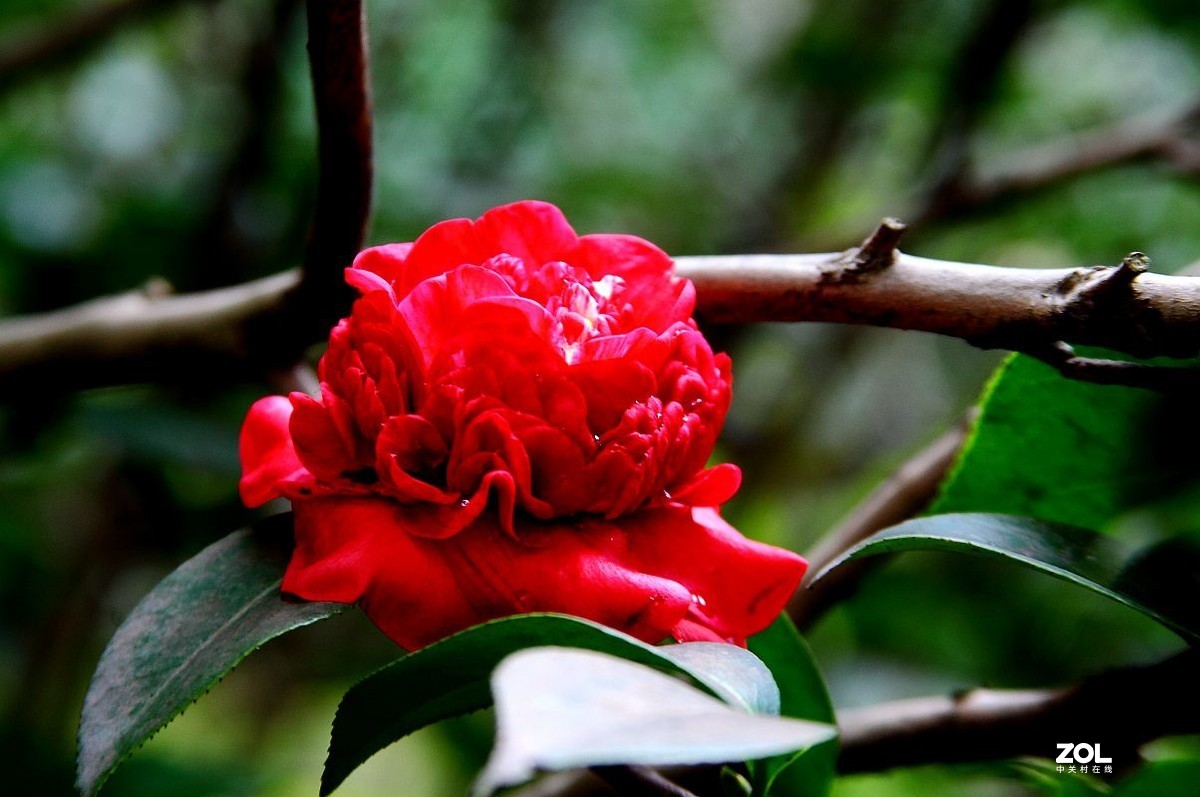 消停了几天，忍不住又去拍了几朵茶花