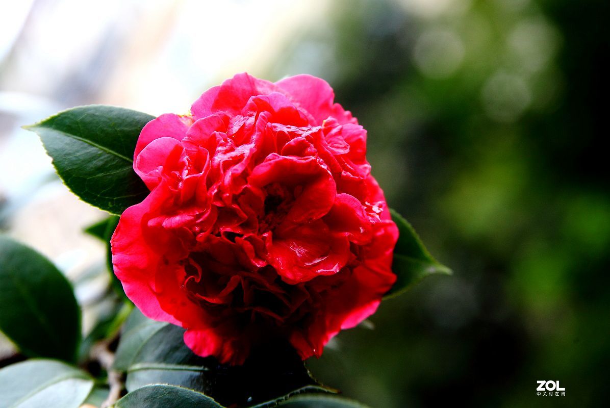 消停了几天，忍不住又去拍了几朵茶花