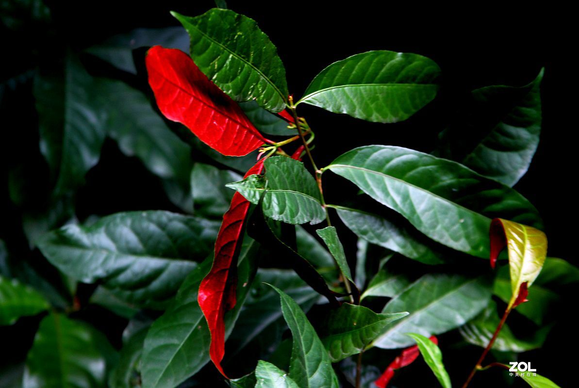 消停了几天，忍不住又去拍了几朵茶花