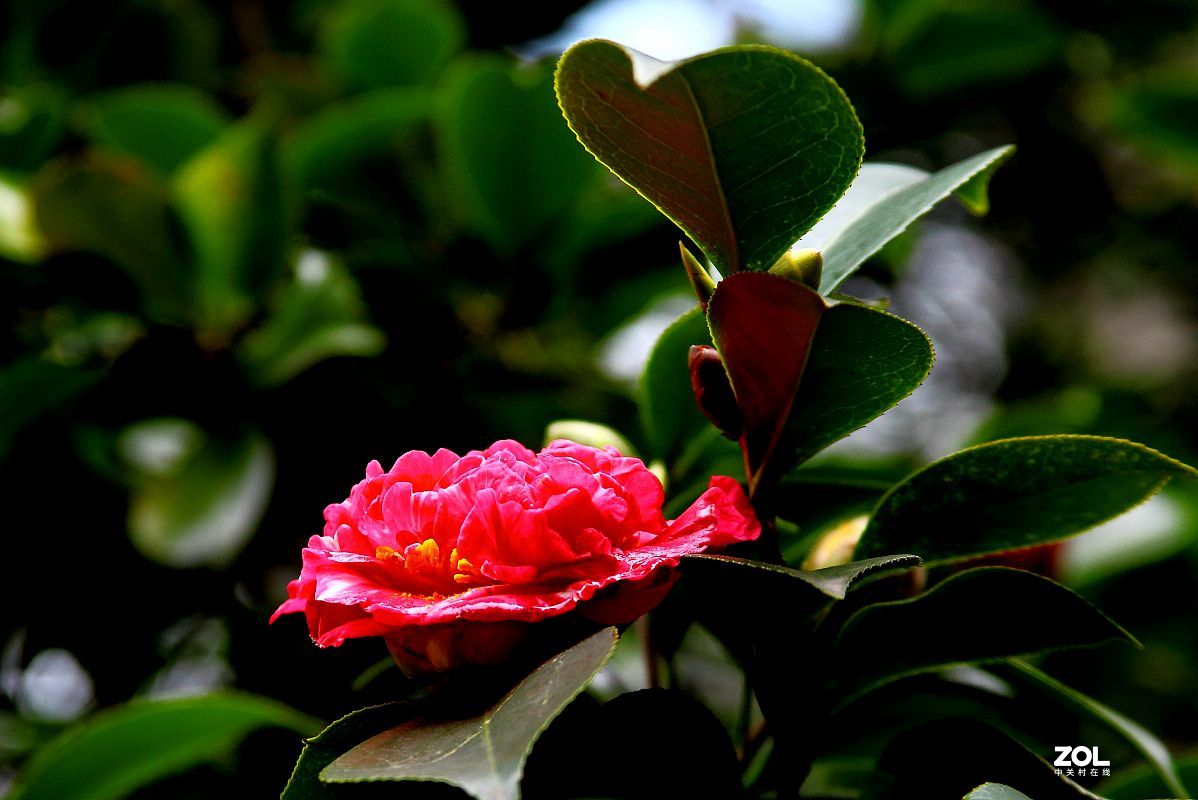 消停了几天，忍不住又去拍了几朵茶花