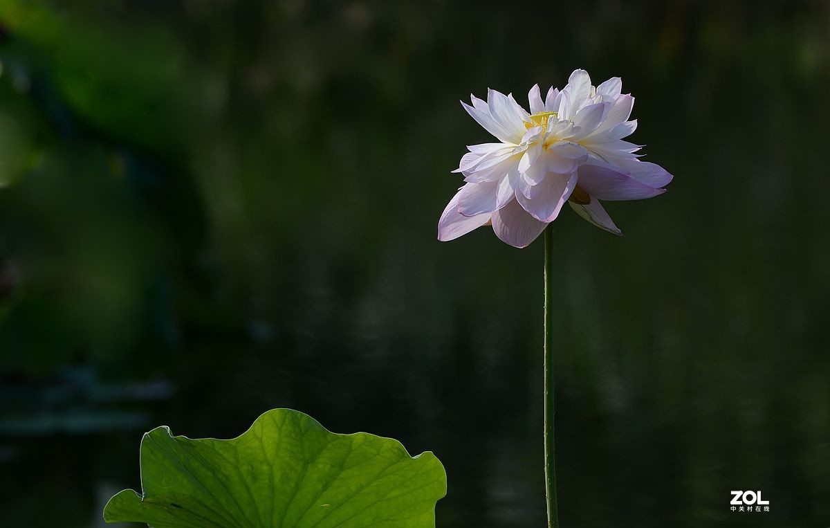 美荷