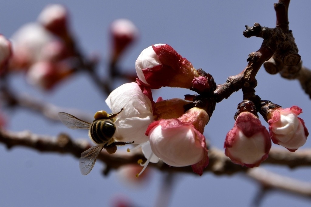 清明时节大河沿后沟的杏花香