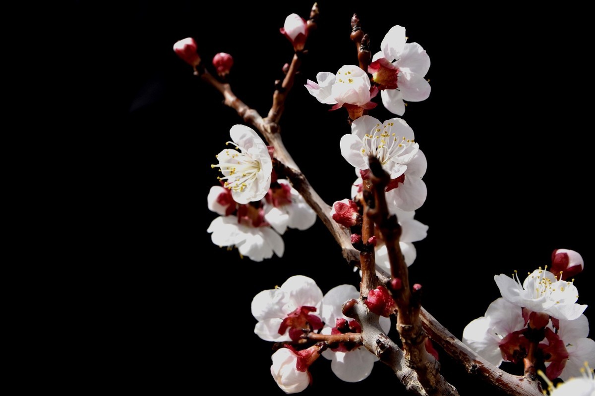 清明时节大河沿后沟的杏花香