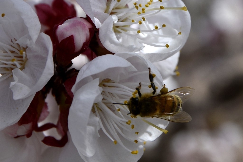 清明时节大河沿后沟的杏花香