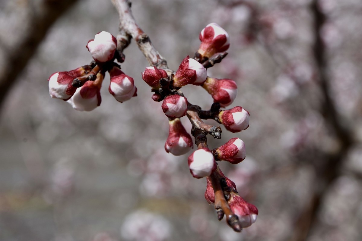 清明时节大河沿后沟的杏花香