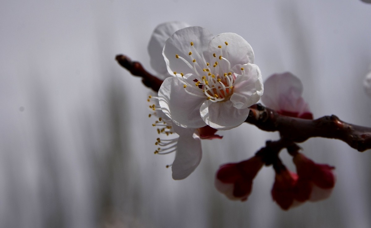 清明时节大河沿后沟的杏花香
