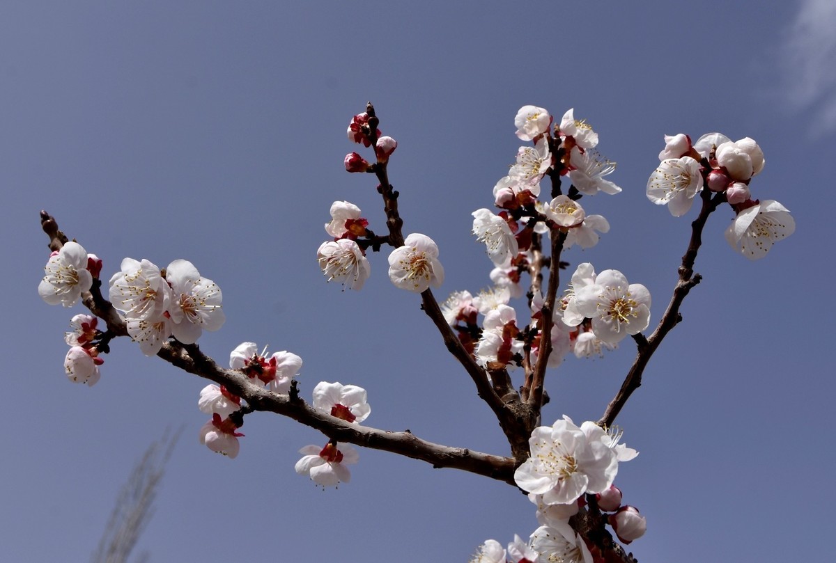 清明时节大河沿后沟的杏花香