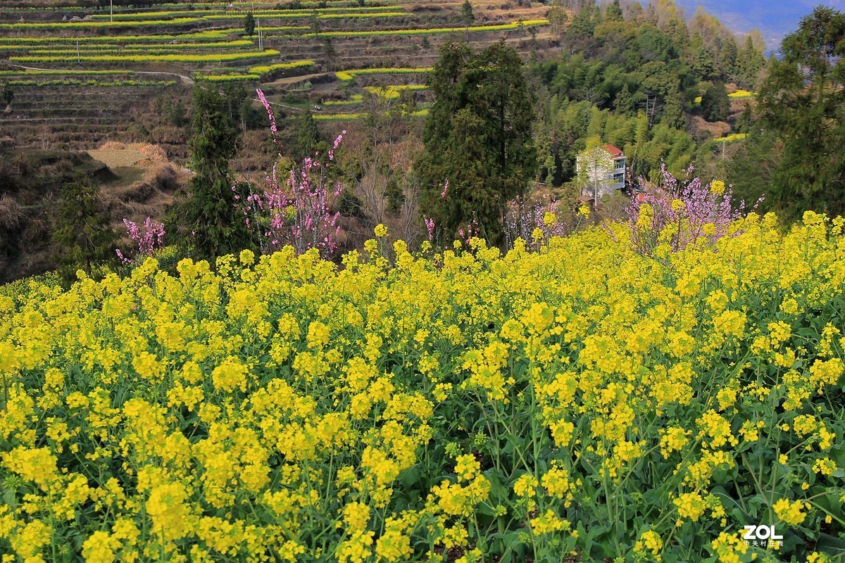 永嘉茗岙油菜花5