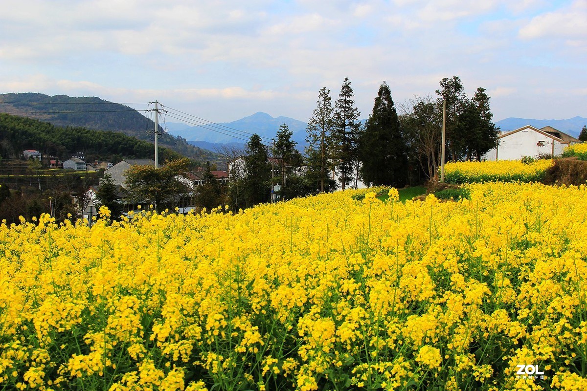 永嘉茗岙油菜花5
