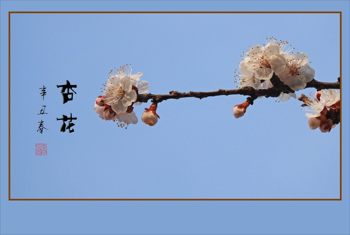 清淡优雅的杏花