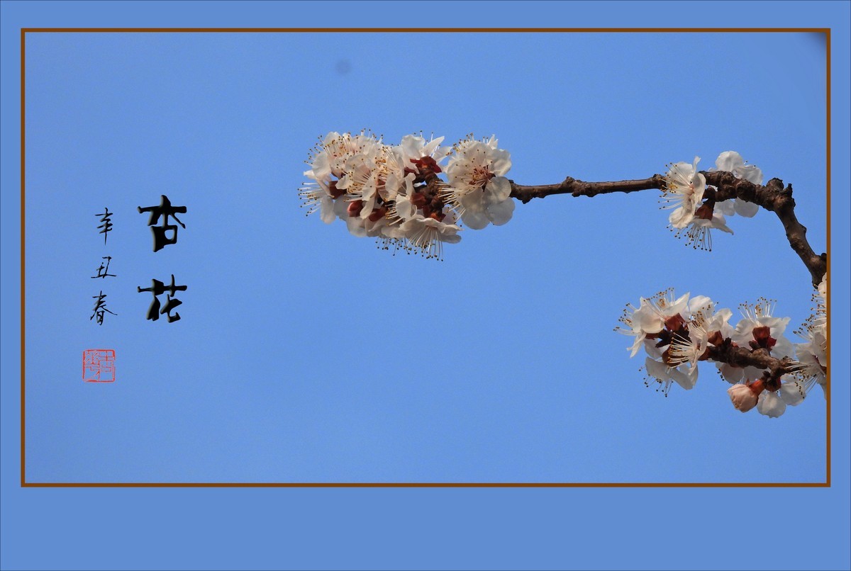 清淡优雅的杏花