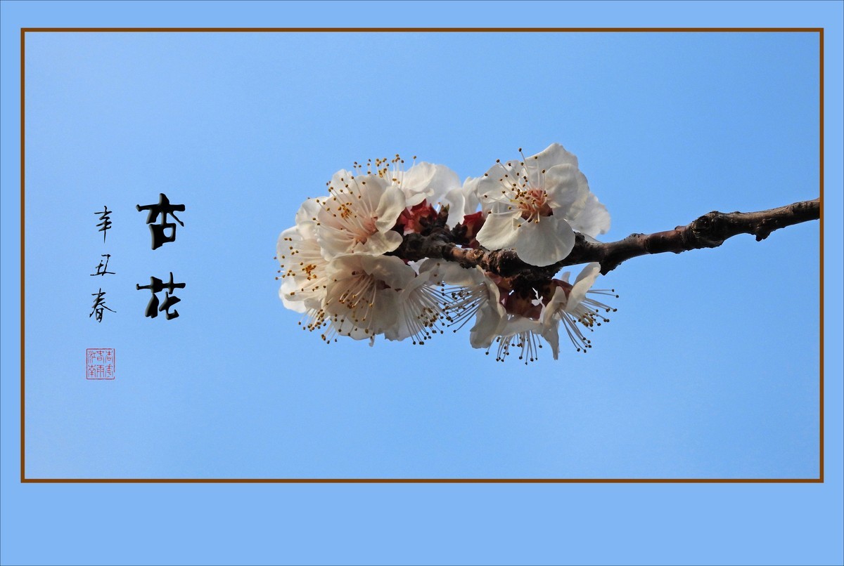 清淡优雅的杏花