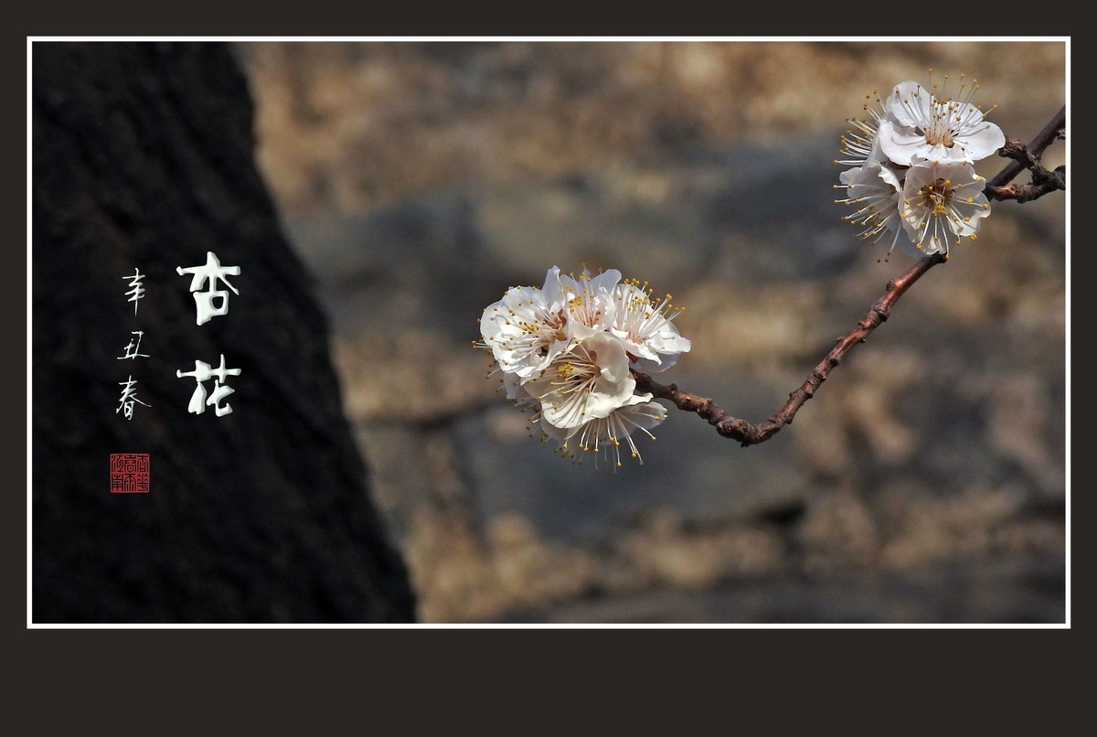 清淡优雅的杏花