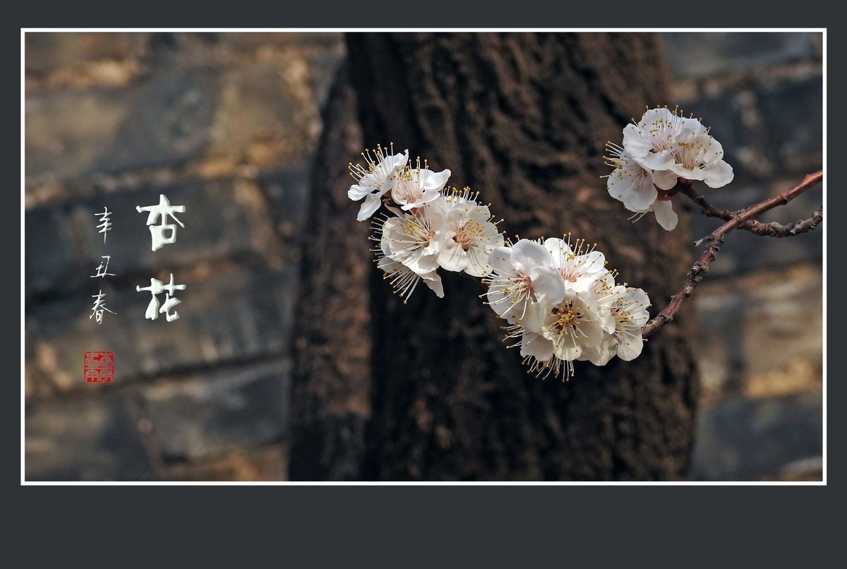 清淡优雅的杏花