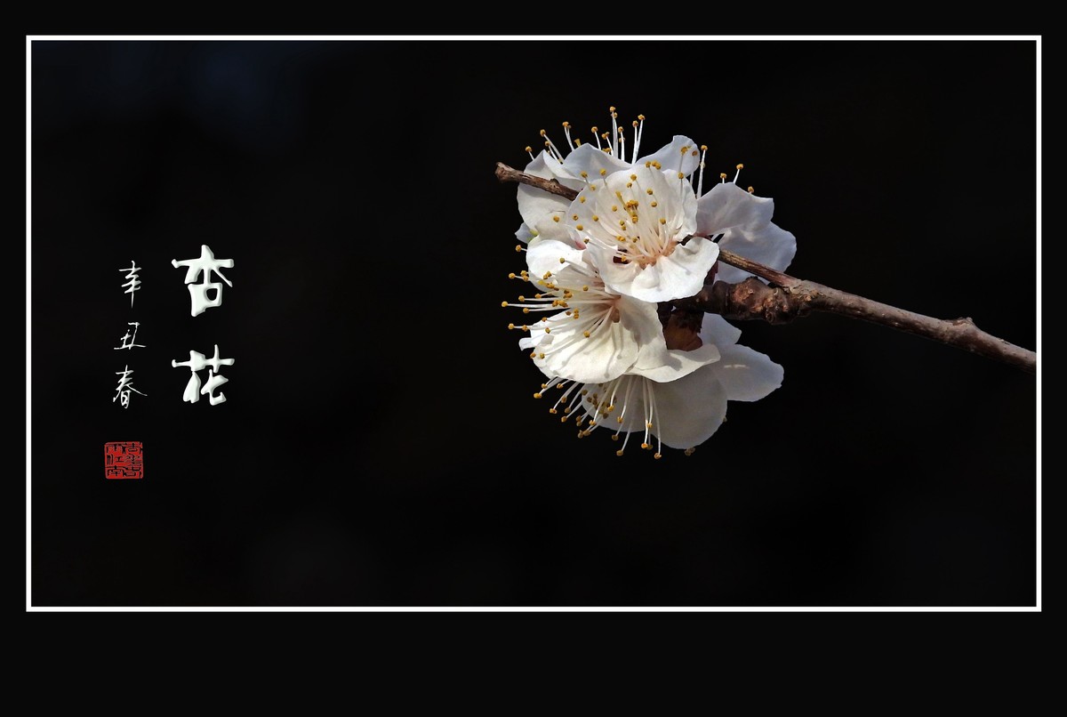 清淡优雅的杏花