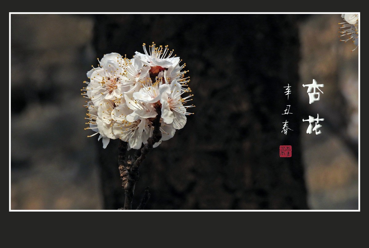 清淡优雅的杏花