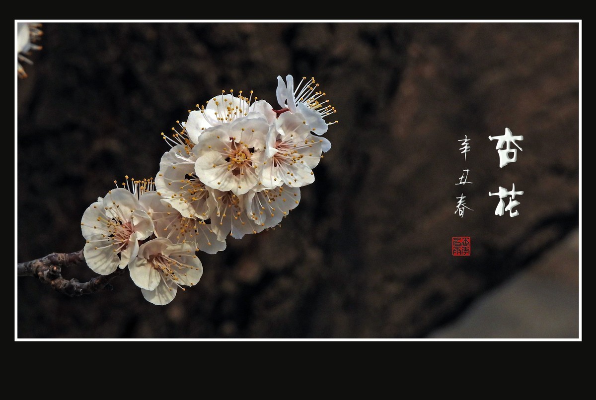 清淡优雅的杏花