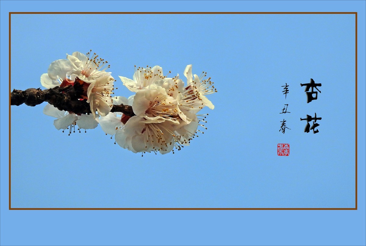 清淡优雅的杏花