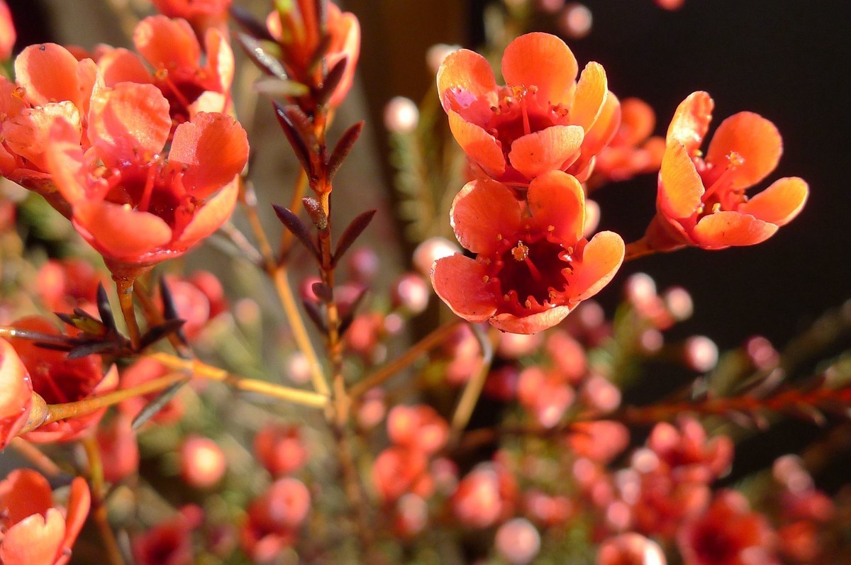 新年第六天拍腊梅