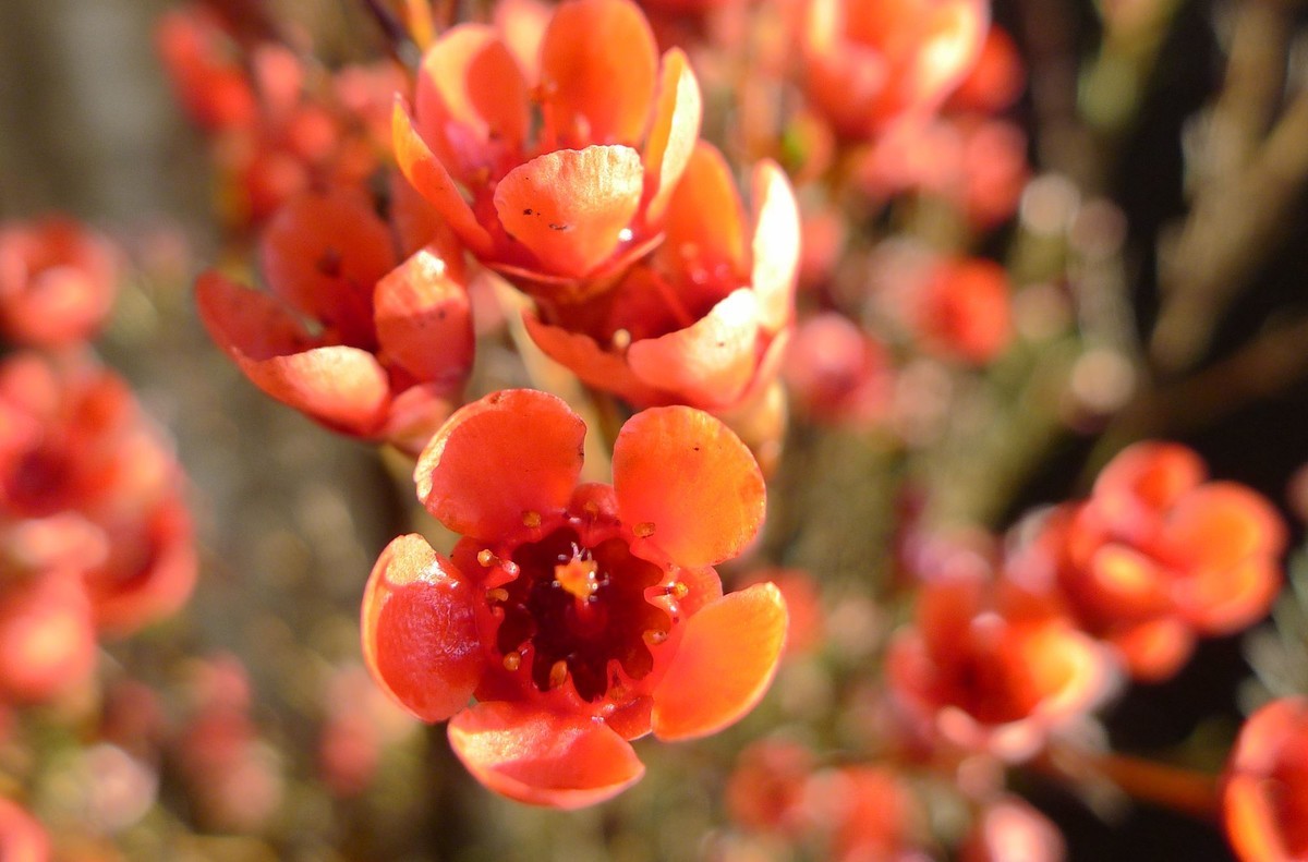 新年第六天拍腊梅