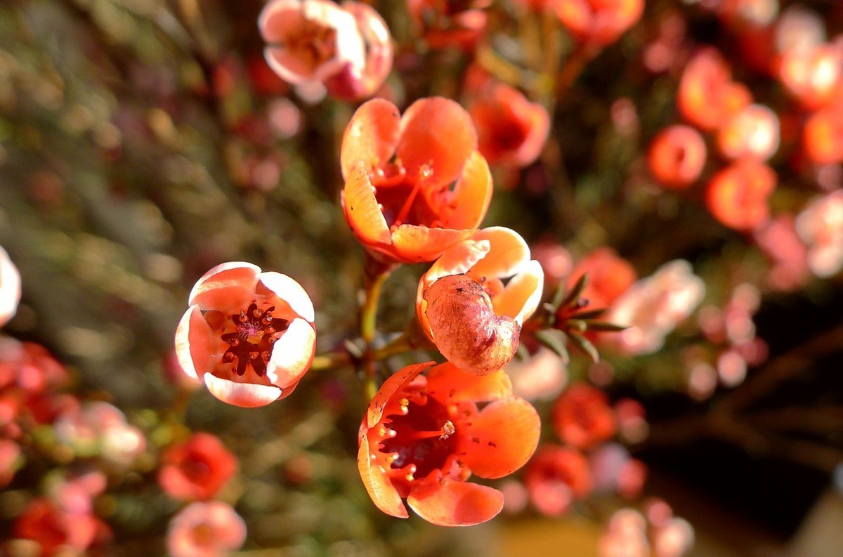 新年第六天拍腊梅