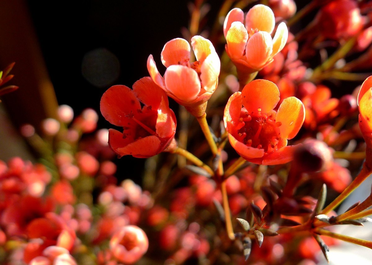 新年第六天拍腊梅