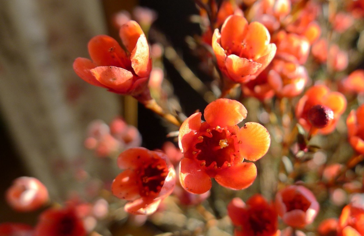 新年第六天拍腊梅