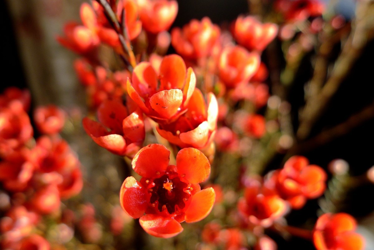 新年第六天拍腊梅