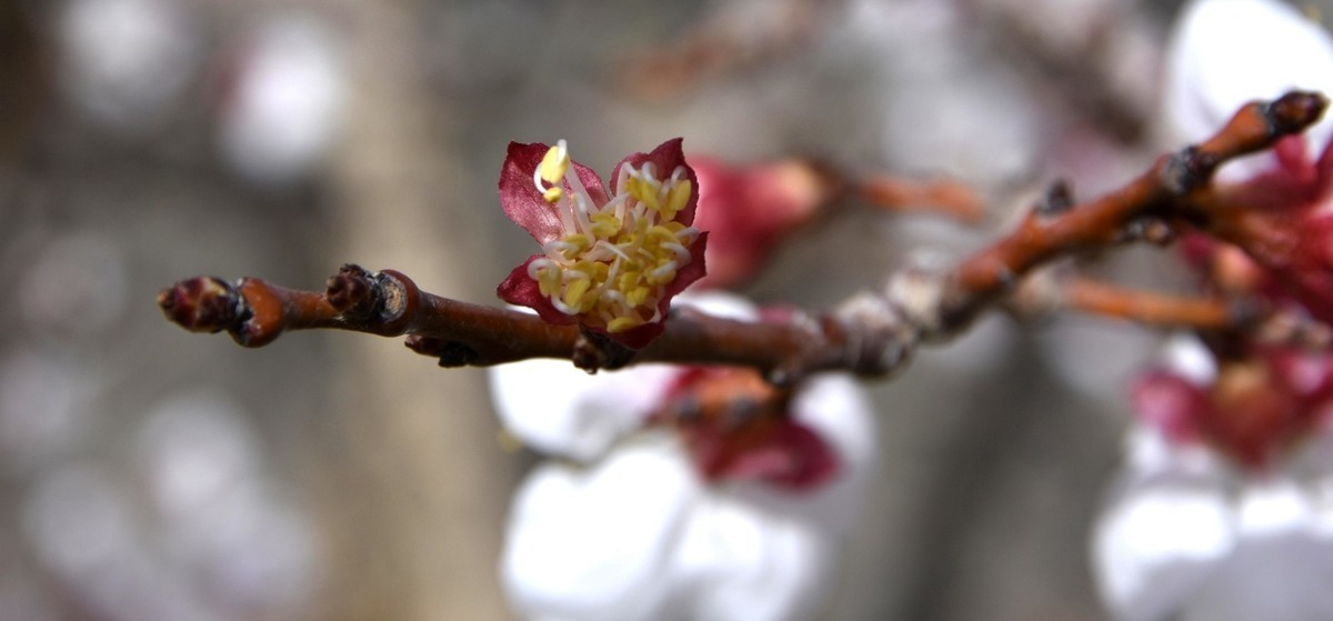 清明时节大河沿后沟的杏花香