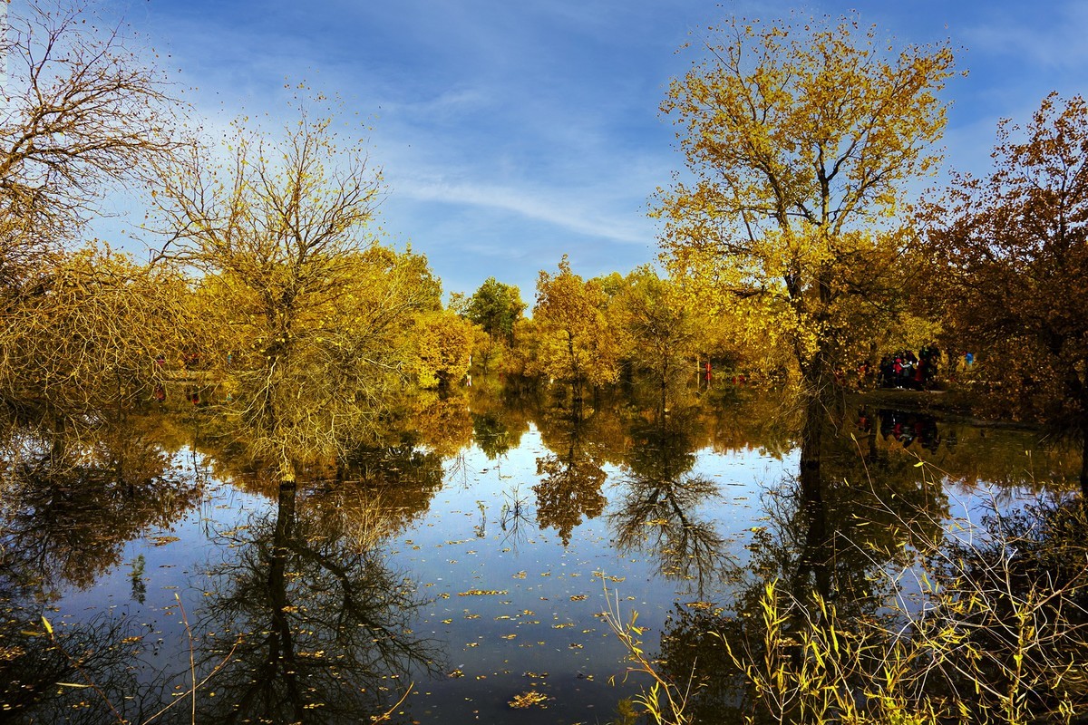 秋天的最爱---额济纳胡杨林