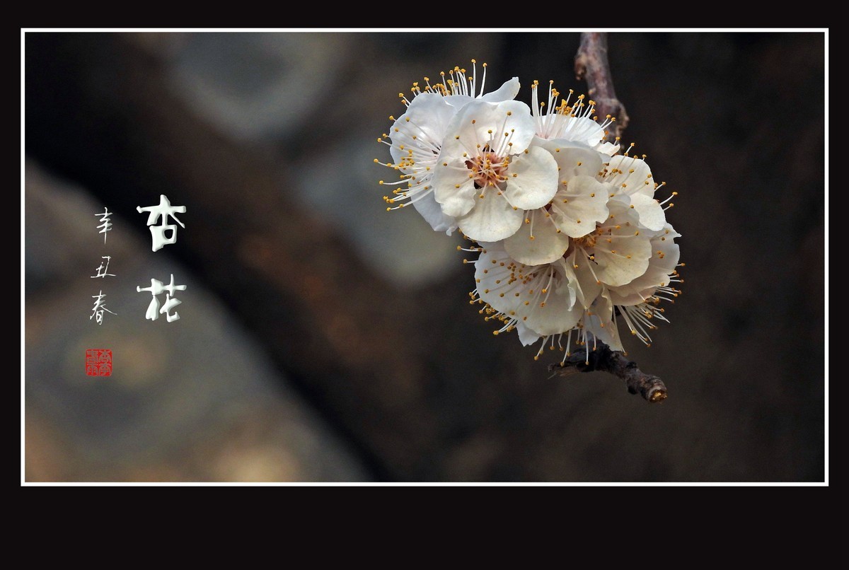 清淡优雅的杏花