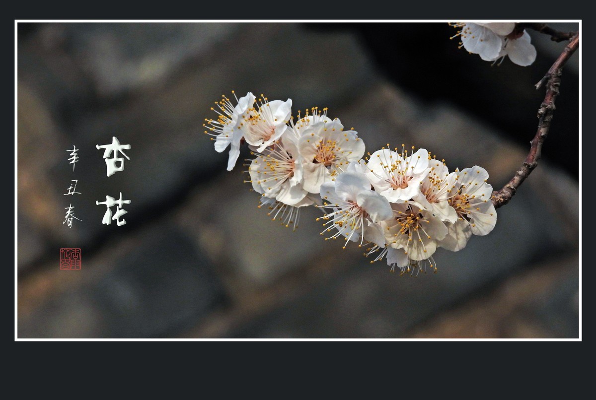 清淡优雅的杏花