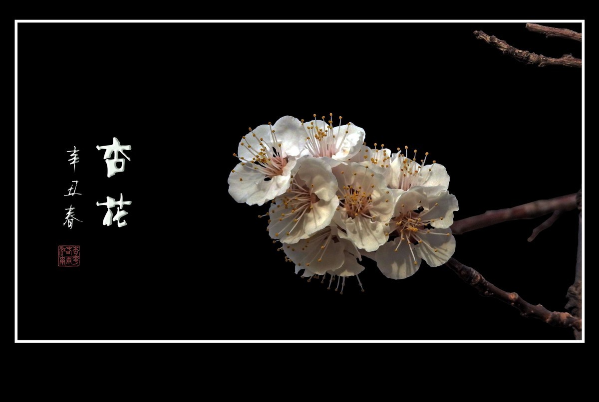 清淡优雅的杏花