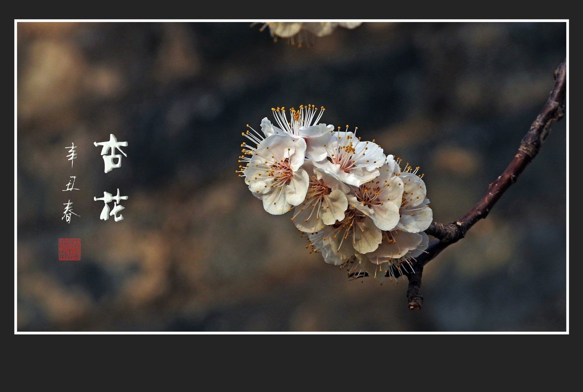 清淡优雅的杏花