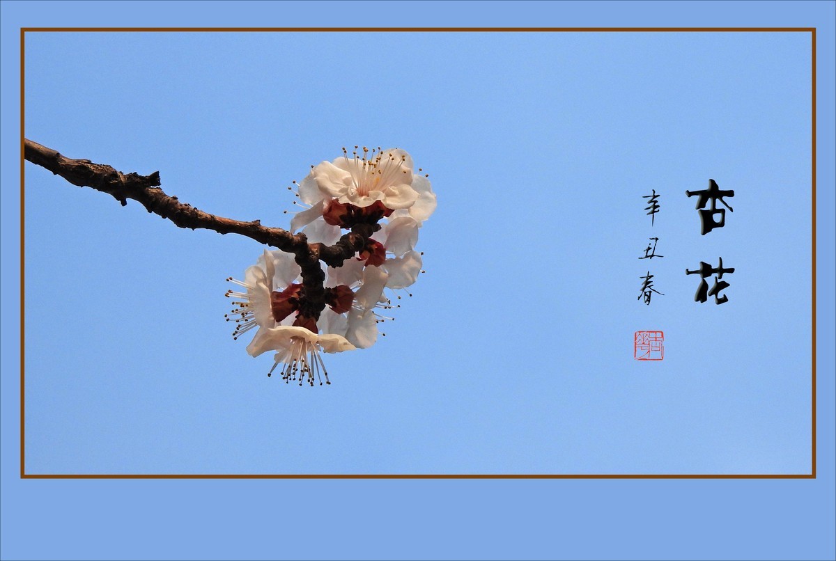 清淡优雅的杏花