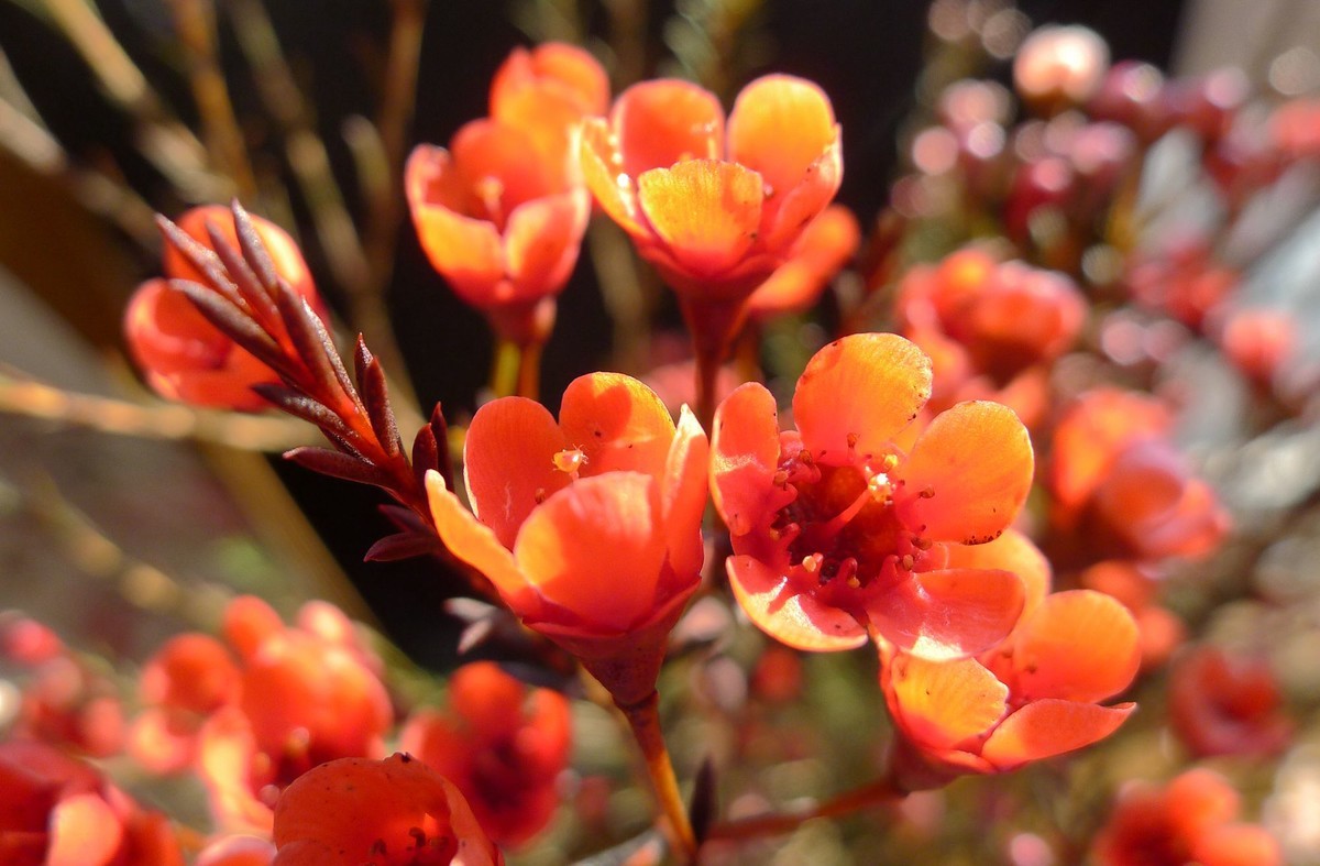 新年第六天拍腊梅