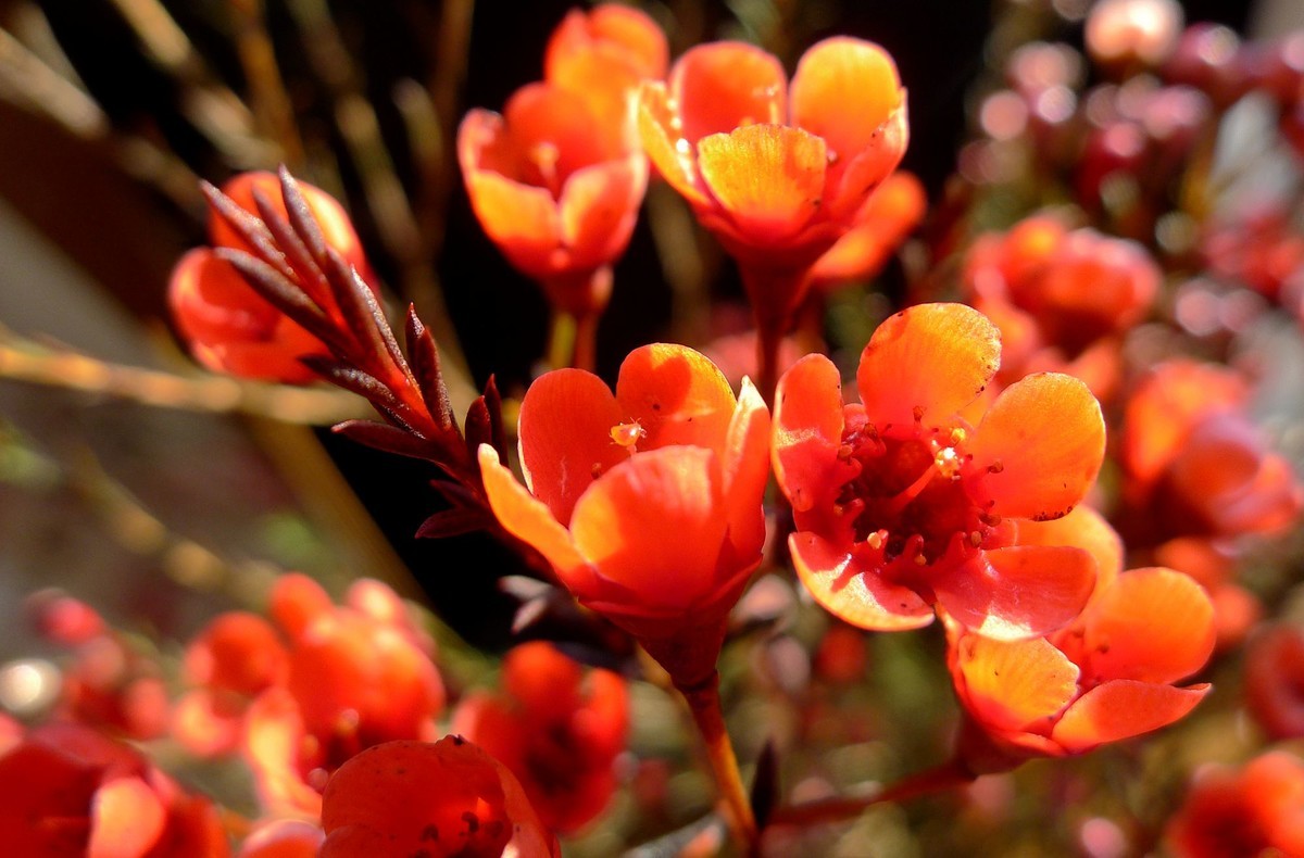 新年第六天拍腊梅