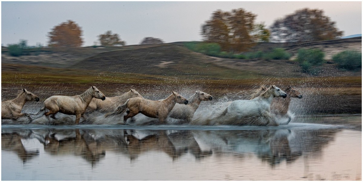奔马图（重发）