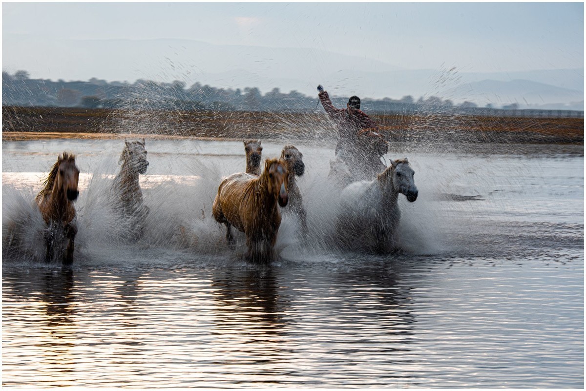 奔马图（重发）