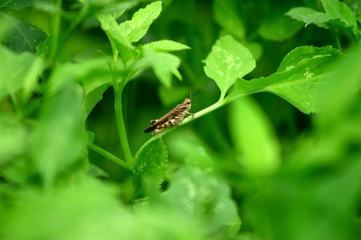 高温的天气，好久没去拍照了，现在是含羞草花开的时候。