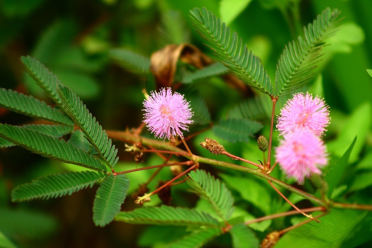 高温的天气，好久没去拍照了，现在是含羞草花开的时候。