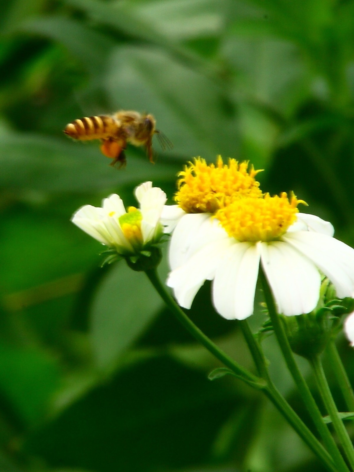 高温的天气，好久没去拍照了，现在是含羞草花开的时候。