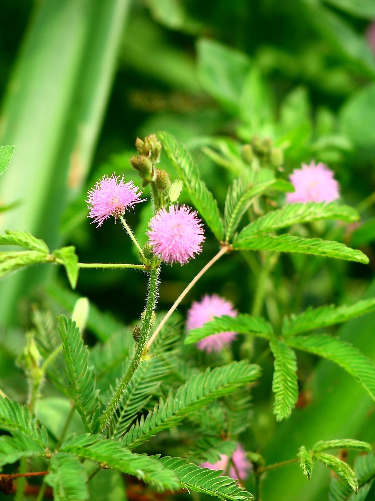 高温的天气，好久没去拍照了，现在是含羞草花开的时候。