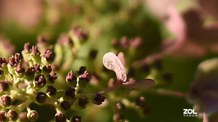 以下犯上（壹）200F/2.8对比300F/5.6
