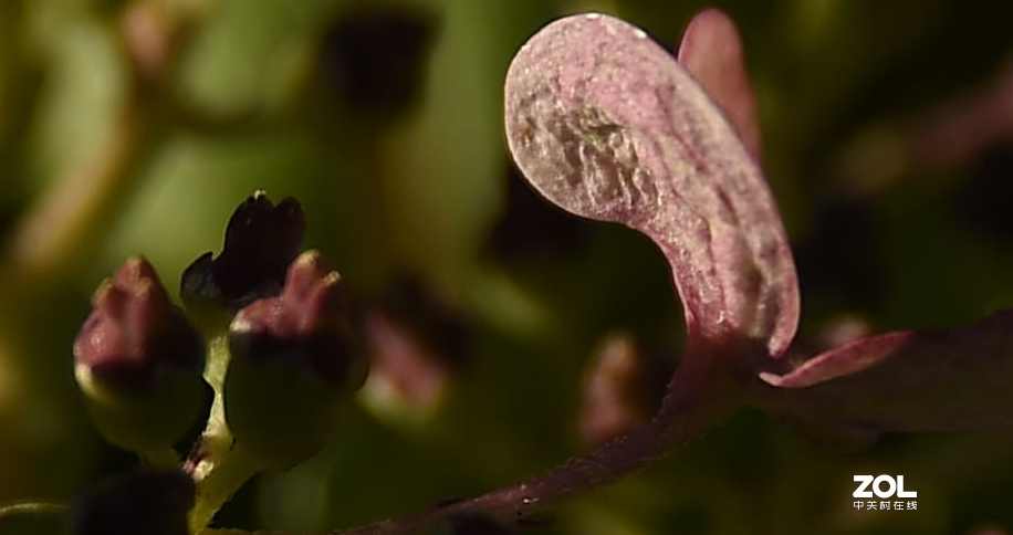 以下犯上（壹）200F/2.8对比300F/5.6