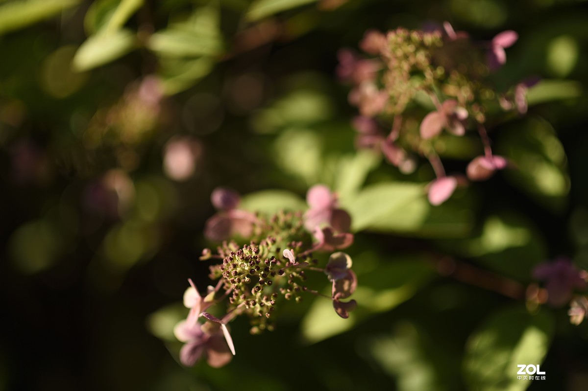 以下犯上（壹）200F/2.8对比300F/5.6