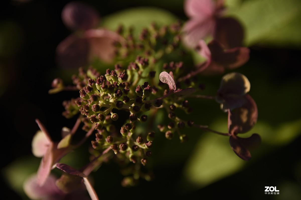 以下犯上（壹）200F/2.8对比300F/5.6