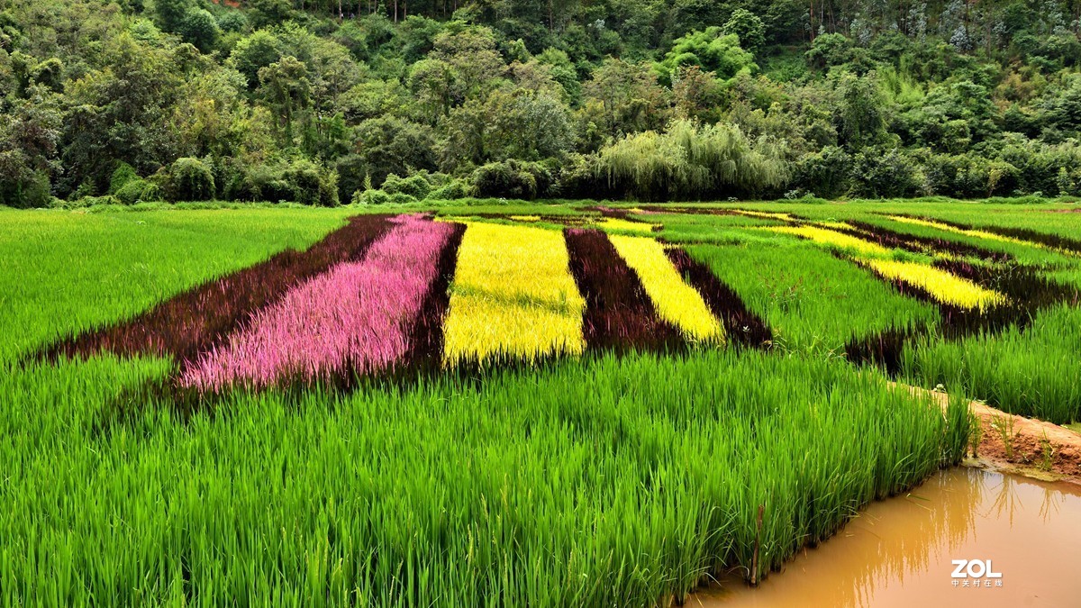 云南宜良观光农业彩色水稻造型