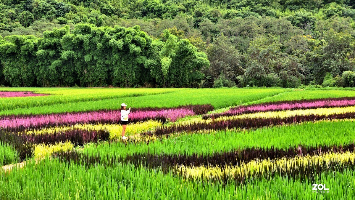 云南宜良观光农业彩色水稻造型